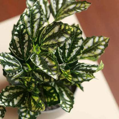 The Rex | Set of 3 Small Artificial Begonia in Grey Pots