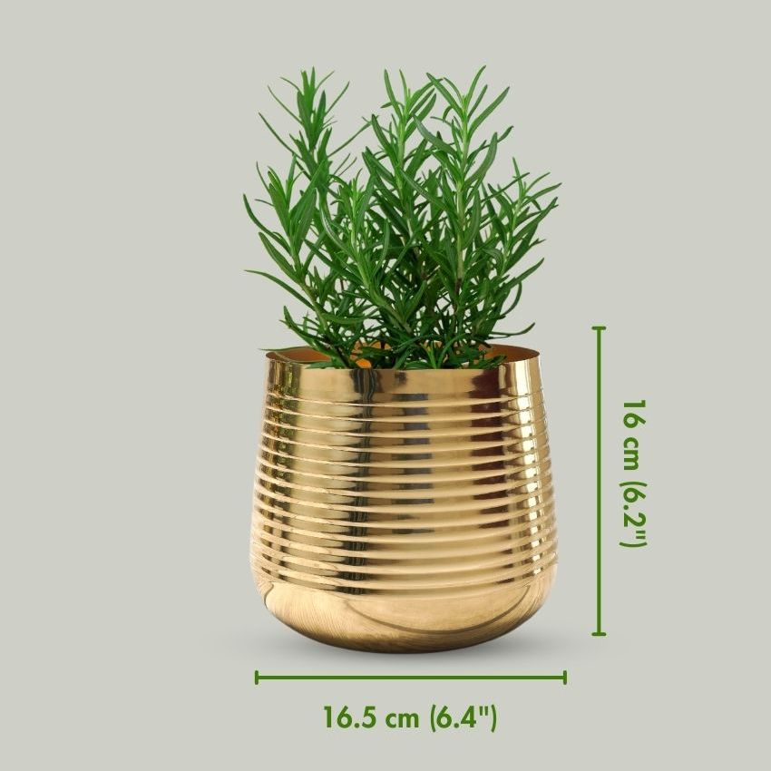 Compact Ribbed Golden Shade Planter Without Plant