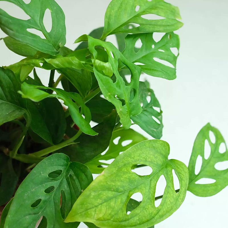 Monstera Adansonii Plant with Textured Pot Default Title