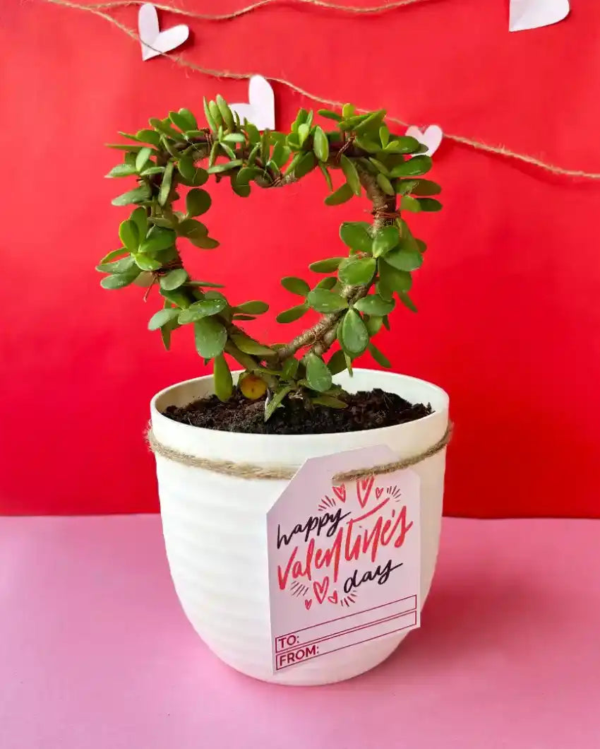 Heart Shaped Jade Plant Matte Pot