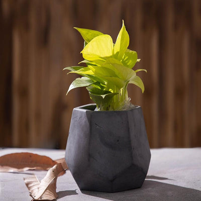 Five Sided Functional Design Penthex Concrete Planter | 6 x 5 x 5 inches