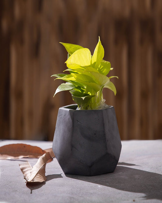 Five Sided Functional Design Penthex Concrete Planter | 6 x 5 x 5 inches