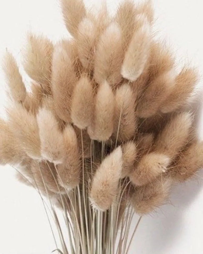 Dry Flower Bunny Tails For Vase Filler | 30stems