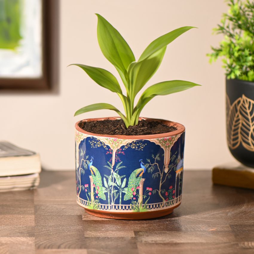 Peacock Printed Handcrafted Terracotta Planter | 4 x 4 inches | Plant Not Included