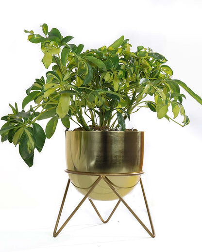 Zig Zag Style Metal Planter with Stand | 6 x 8 inches | Plant not included