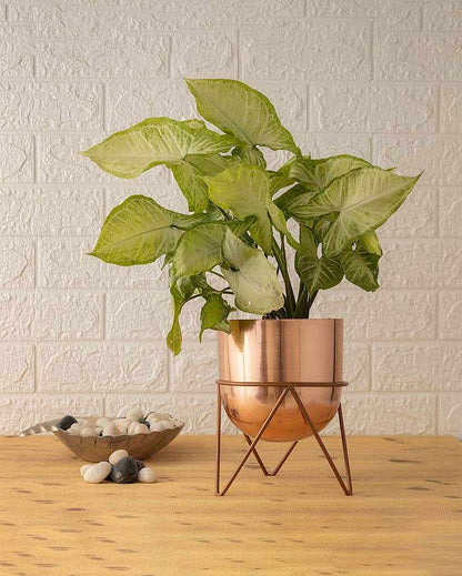 Zig Zag Style Metal Planter with Stand | 6 x 8 inches | Plant not included