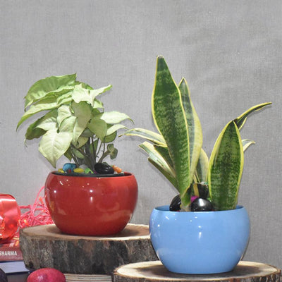 Modern Desktop Planters Combo Without Plants | Pack of 2 | 5 x 5 inches