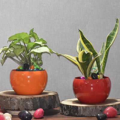 Versatile Desktop Planters Combo Without Plants | Pack of 2 | 5 x 5 inches