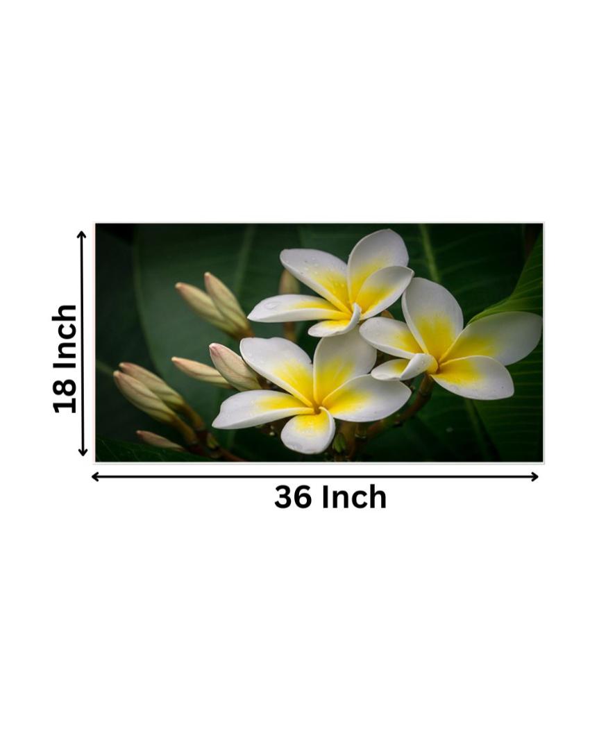 Yellow and White Plumeria Flowers Floating Frame Wall Painting 24x12 inches