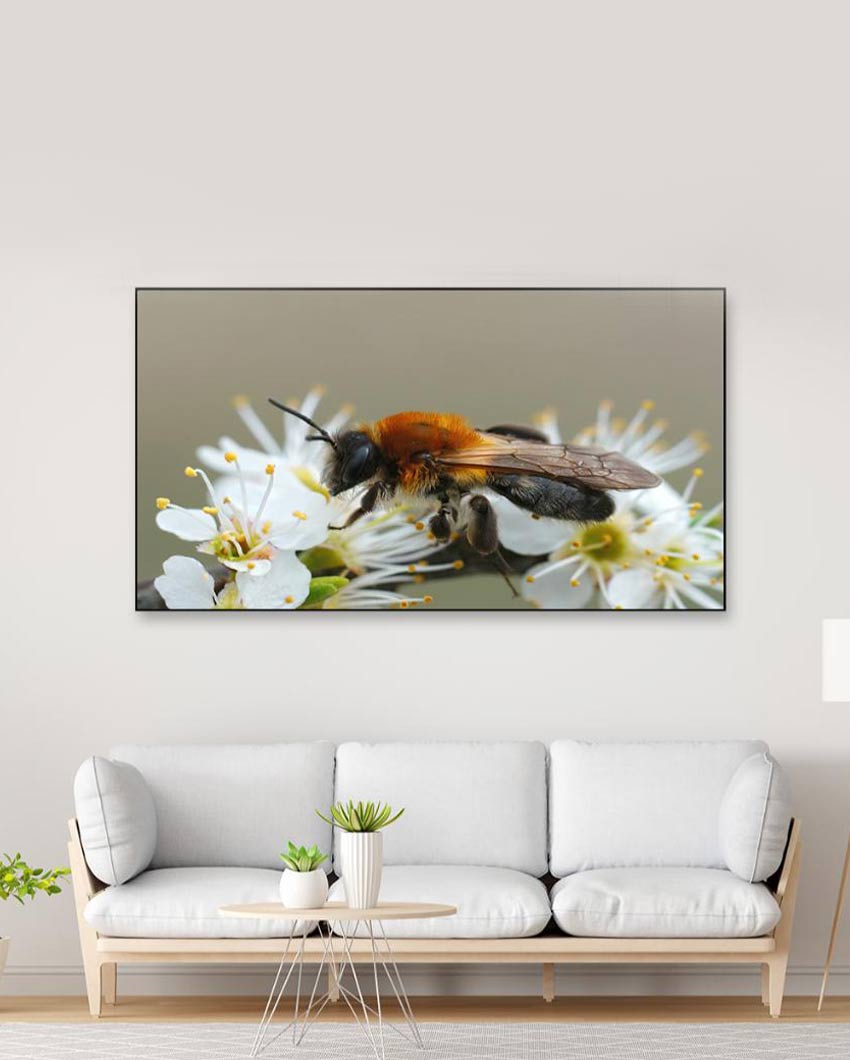 Honey Bee on White Flowers Canvas Frame Wall Painting 24x12 inches