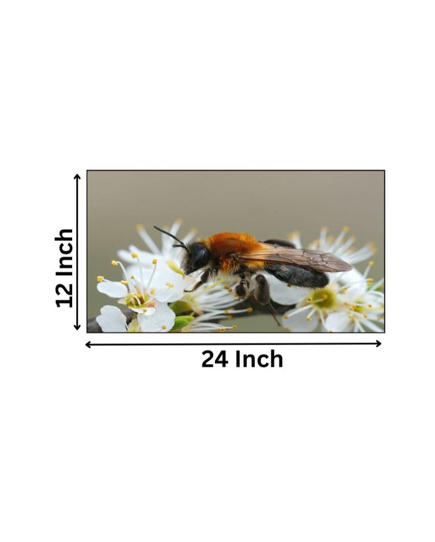Honey Bee on White Flowers Canvas Frame Wall Painting 24x12 inches