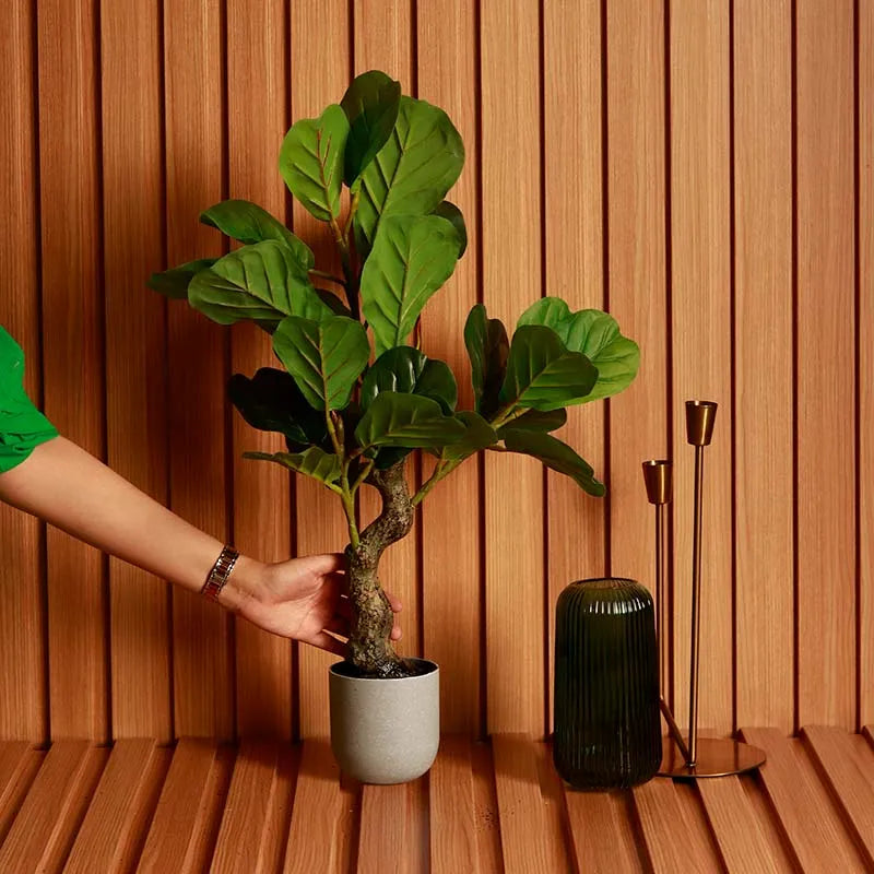 The Sierra Leone | Artificial Fiddle Leaf Bonsai in Grey Pot