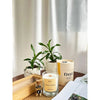Freya Home Scented Candles Dusaan or dussan dushan doosan