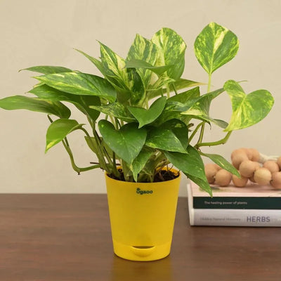 Money Plant Variegated Green Live Indoor Plant with Self Watering Pot - Dusaan