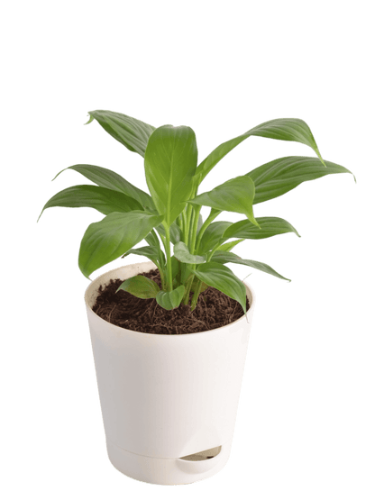 Ugaoo Plants Dusaan or dussan dushan doosan