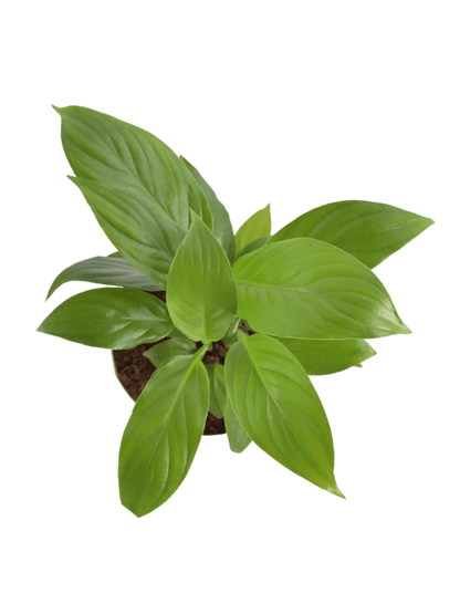 Ugaoo Plants Dusaan or dussan dushan doosan