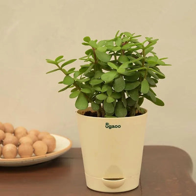 Ugaoo Pots & Planters Dusaan or dussan dushan doosan