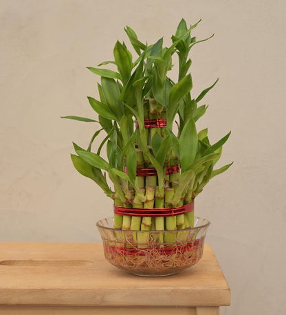 Lucky Bamboo Live Plant Combo