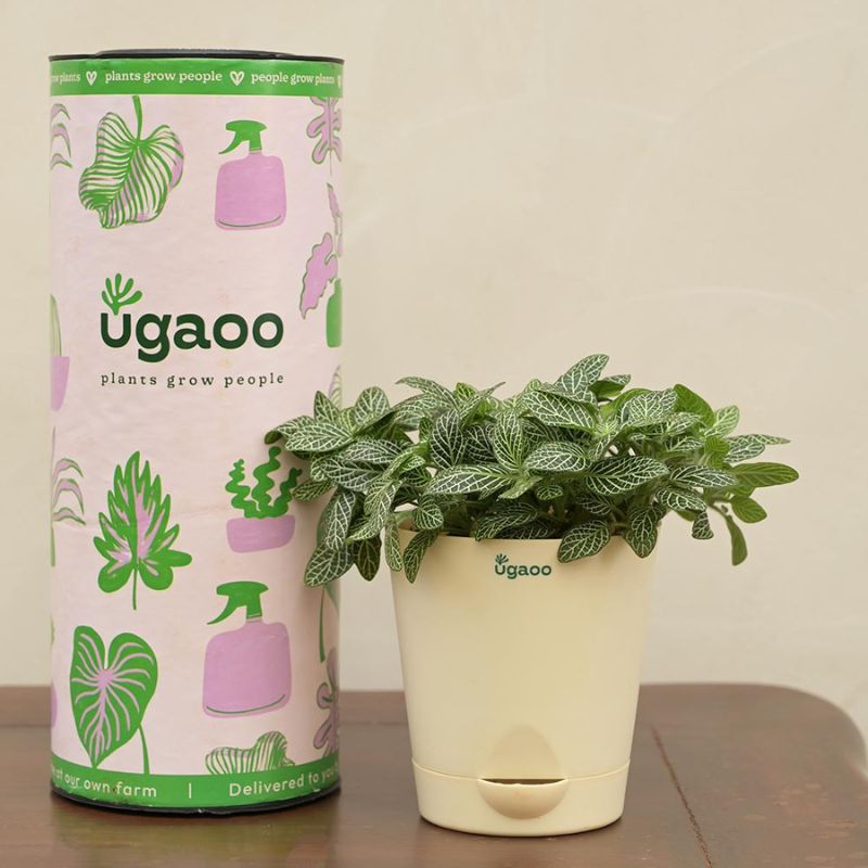 Ugaoo Pots & Planters Dusaan or dussan dushan doosan