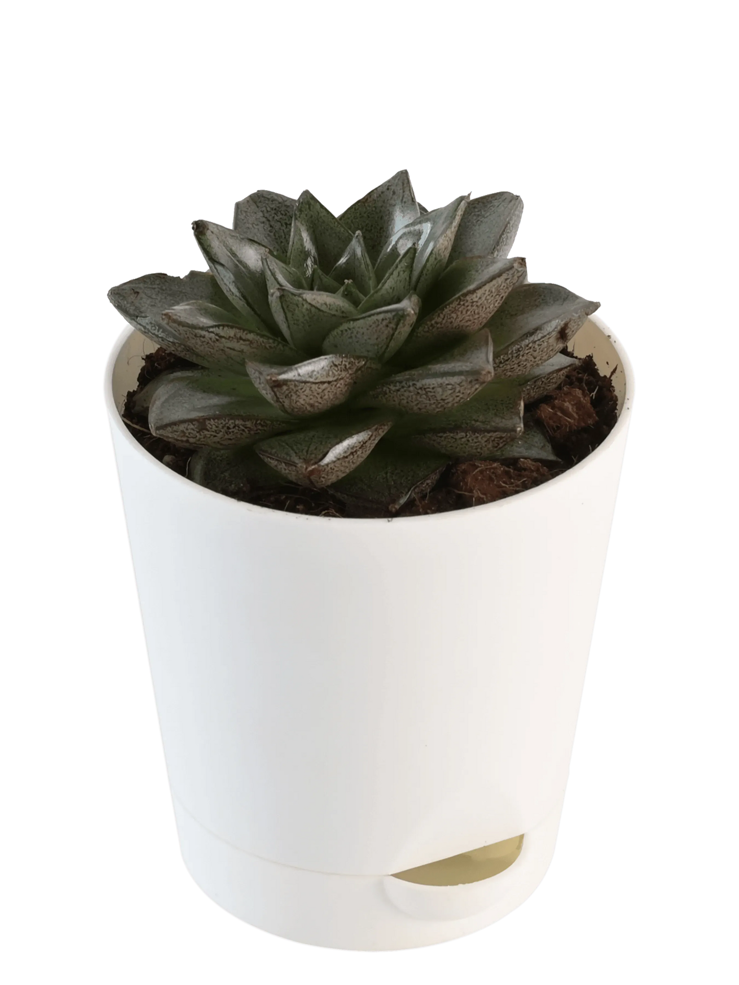 Ugaoo Plants dusaan Doosan dushan Dusan Dosan home & living Echeveria Lotus Chinensis Plant