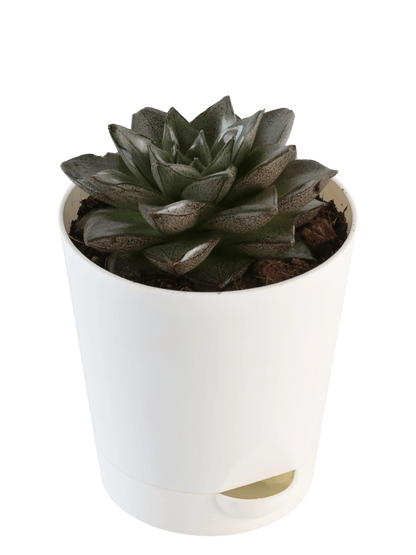 Ugaoo Plants dusaan Doosan dushan Dusan Dosan home & living Echeveria Lotus Chinensis Plant