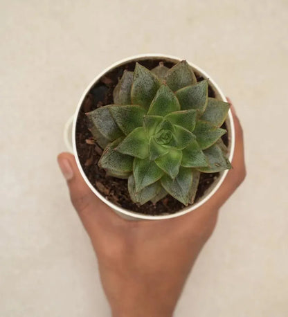 Echeveria Lotus Chinensis Plant Default Title