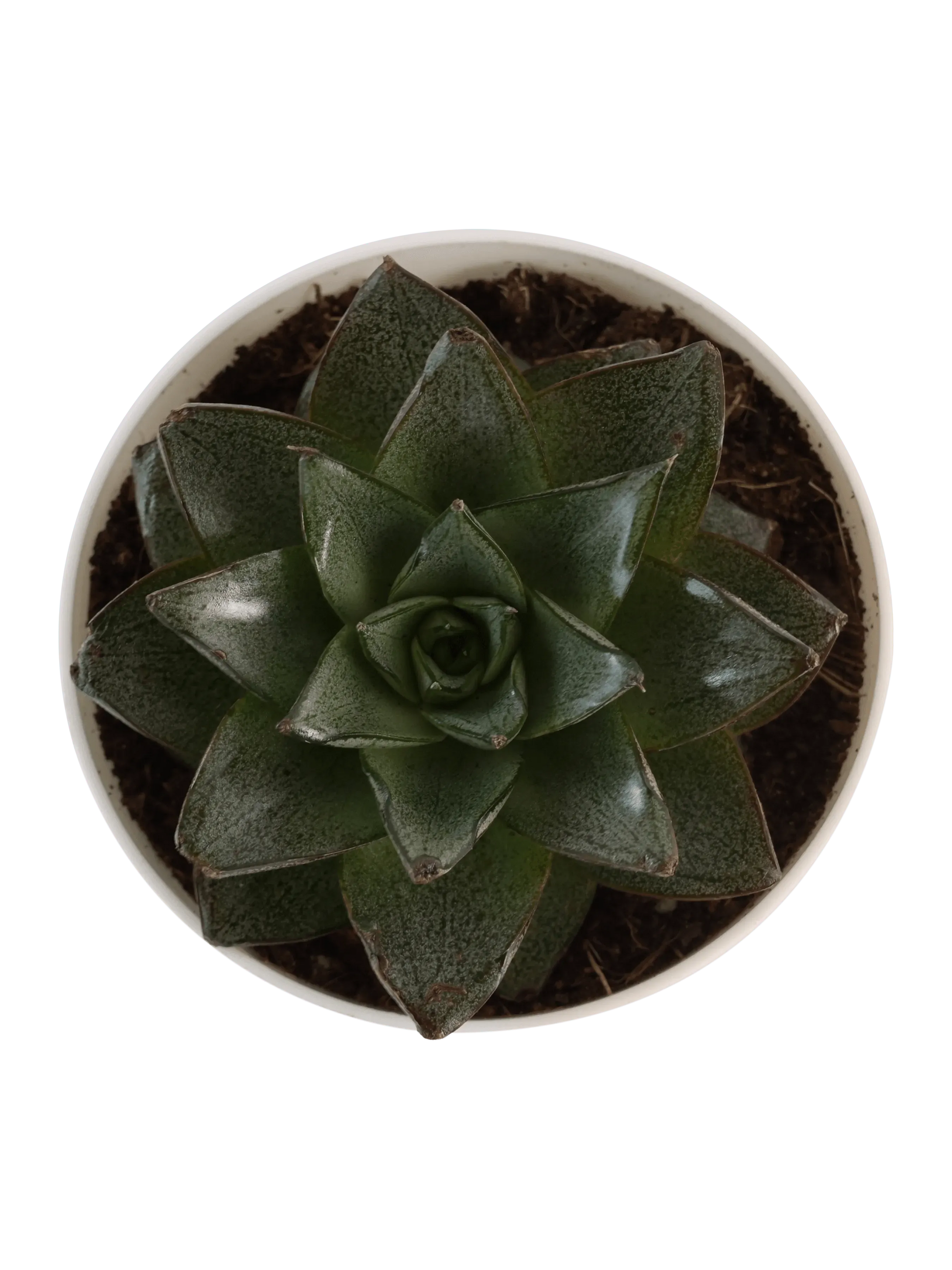 Ugaoo Plants dusaan Doosan dushan Dusan Dosan home & living Echeveria Lotus Chinensis Plant