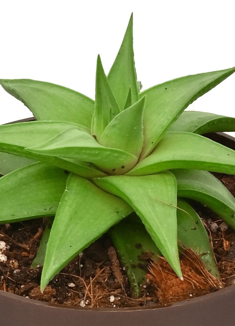 Ugaoo Plants Dusaan or dussan dushan doosan