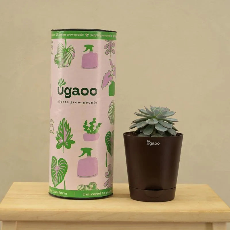 Ugaoo Pots & Planters Dusaan or dussan dushan doosan