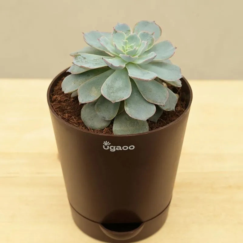 Ugaoo Pots & Planters Dusaan or dussan dushan doosan