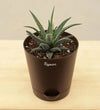 Ugaoo Plants Dusaan or dussan dushan doosan
