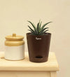 Ugaoo Plants Dusaan or dussan dushan doosan