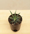 Ugaoo Plants Dusaan or dussan dushan doosan