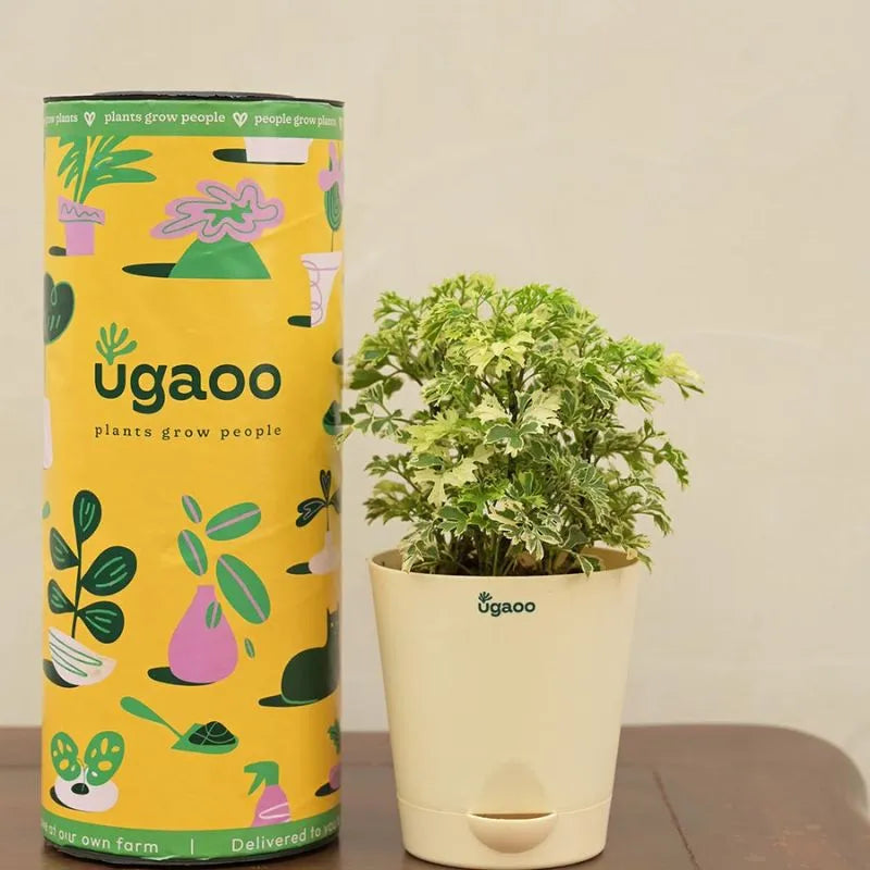 Ugaoo Pots & Planters Dusaan or dussan dushan doosan