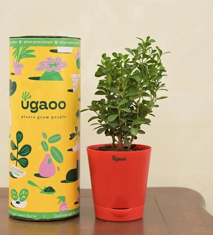 Ugaoo Pots & Planters Dusaan or dussan dushan doosan