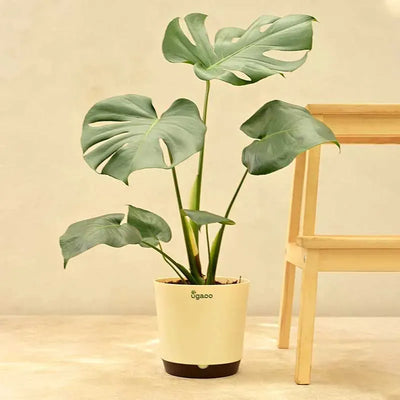 Monstera Deliciosa Live Plant