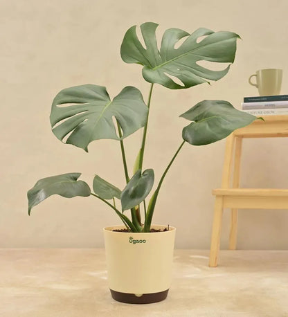 Monstera Deliciosa Live Plant