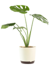 Ugaoo Plants Dusaan or dussan dushan doosan