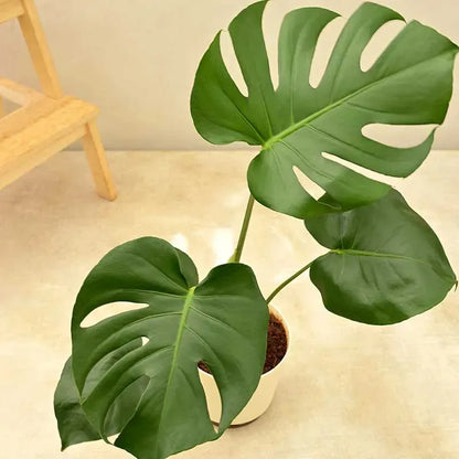 Monstera Deliciosa Plant Default Title