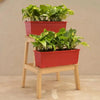 Money Plant Variegated | Set of 2 Live Plants