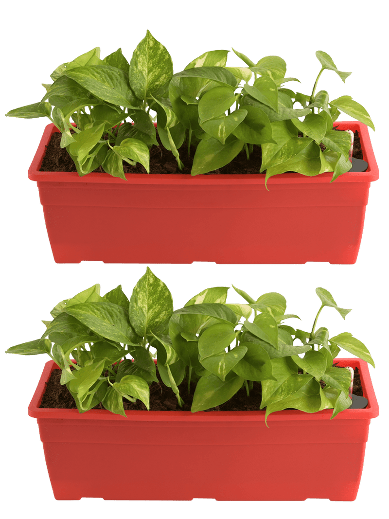 Money Plant Variegated | Set of 2 Live Plants