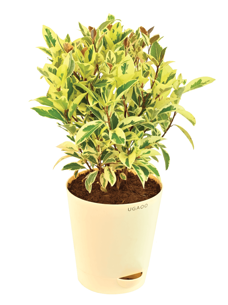Ugaoo Plants dusaan Doosan dushan Dusan Dosan home & living Ficus Prestige - Medium