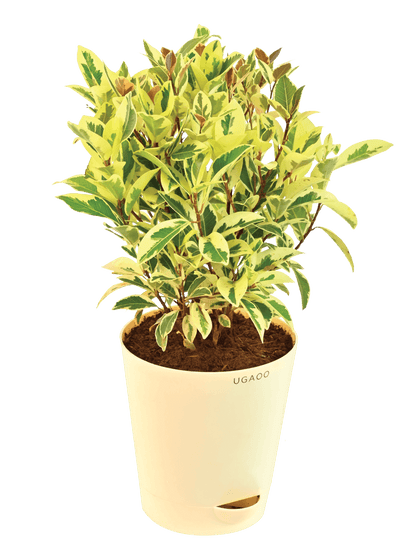 Ugaoo Plants dusaan Doosan dushan Dusan Dosan home & living Ficus Prestige - Medium