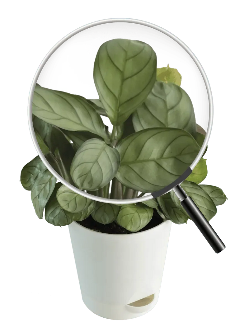 Ugaoo Plants Dusaan or dussan dushan doosan