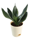 Ugaoo Plants Dusaan or dussan dushan doosan