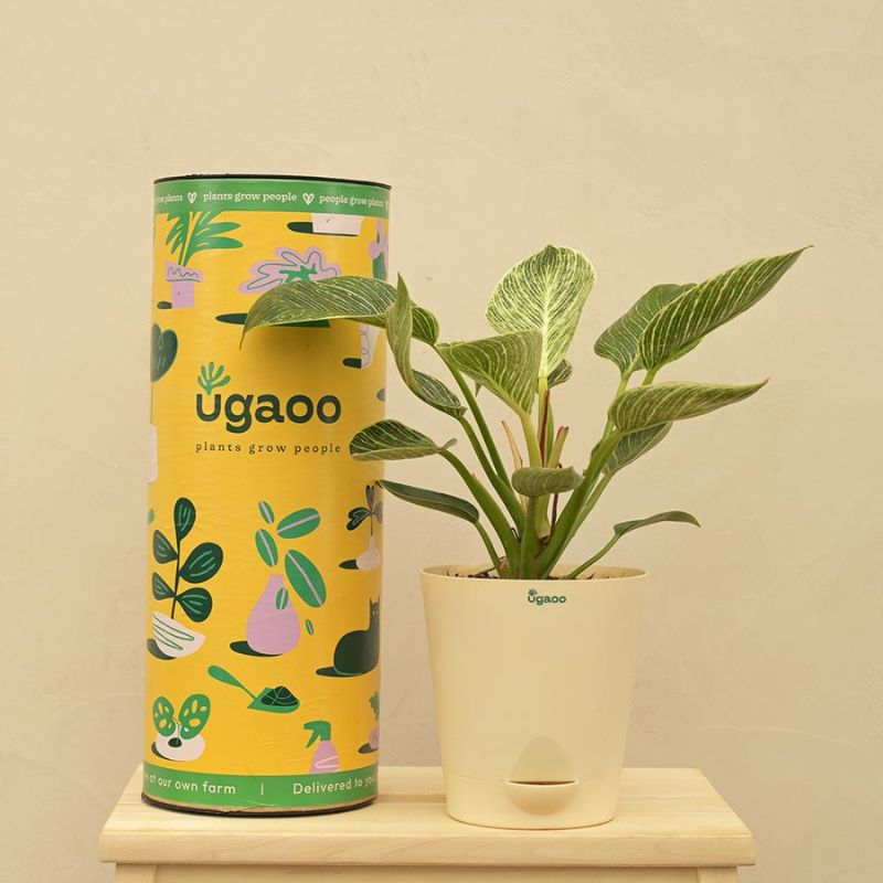 Ugaoo Pots & Planters Dusaan or dussan dushan doosan