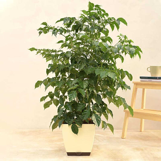 The China Doll Natural Live Indoor Plant with Pot | Extra Large Default Title