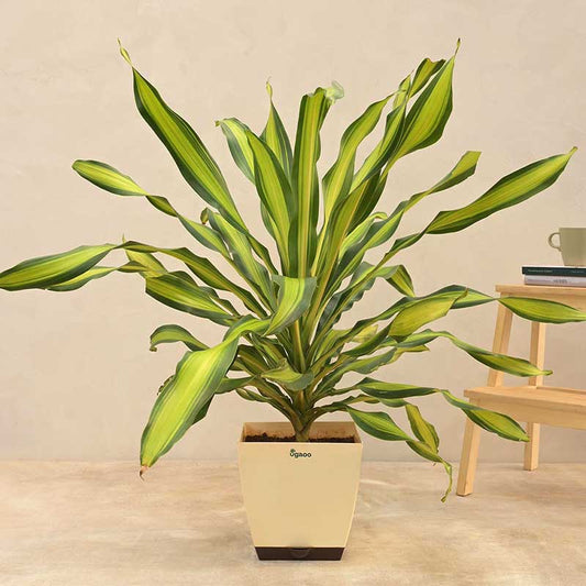 Draceana Dara Singh Natural Live Indoor Plant with Pot | Extra Large Default Title