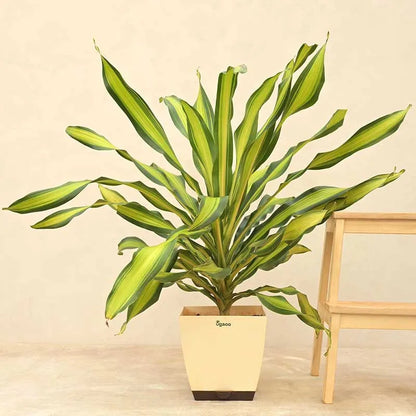 Draceana Dara Singh Natural Live Indoor Plant with Pot | Extra Large Default Title