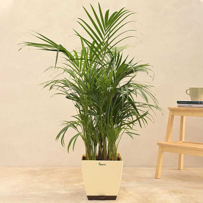 Areca Palm Natural Live Indoor Plant with Pot | Extra Large Default Title